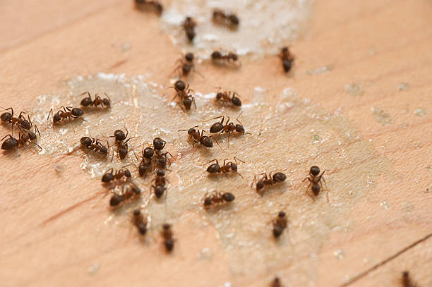 Best Flea Control Services  in Smethport, PA